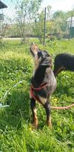 BEN, Hund, Mischlingshund in Bosnien und Herzegowina - Bild 5