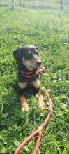 BEN, Hund, Mischlingshund in Bosnien und Herzegowina - Bild 6