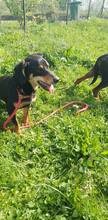 BEN, Hund, Mischlingshund in Bosnien und Herzegowina - Bild 7