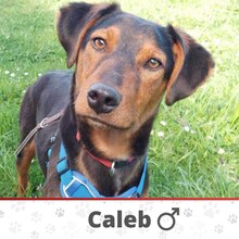CALEB, Hund, Mischlingshund in Bosnien und Herzegowina