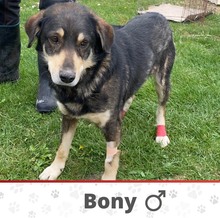 BONY, Hund, Mischlingshund in Bosnien und Herzegowina