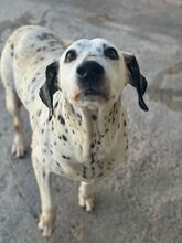 LUNA, Hund, Dalmatiner in Spanien
