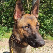 COLLIN, Hund, Malinois in Alfter - Bild 1