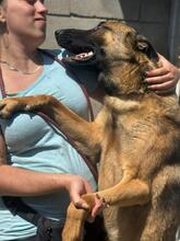 COLLIN, Hund, Malinois in Alfter - Bild 12