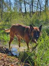 COLLIN, Hund, Malinois in Alfter - Bild 2