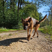 COLLIN, Hund, Malinois in Alfter - Bild 3