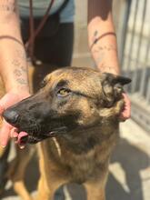 COLLIN, Hund, Malinois in Alfter - Bild 7