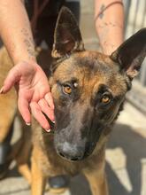 COLLIN, Hund, Malinois in Alfter - Bild 8