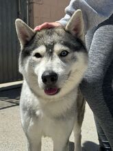 ANCHJO, Hund, Siberian Husky in Spanien - Bild 2