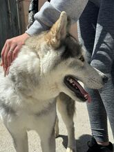 ANCHJO, Hund, Siberian Husky in Spanien - Bild 3