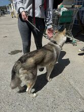 ANCHJO, Hund, Siberian Husky in Spanien - Bild 4