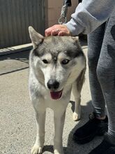 ANCHJO, Hund, Siberian Husky in Spanien - Bild 6