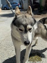 ANCHJO, Hund, Siberian Husky in Spanien - Bild 7