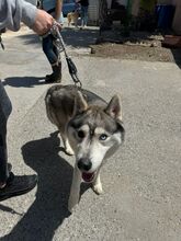 ANCHJO, Hund, Siberian Husky in Spanien - Bild 8