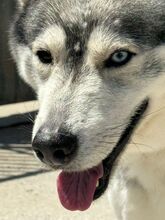 ANCHJO, Hund, Siberian Husky in Spanien - Bild 9