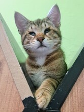 LEVI, Katze, Hauskatze in Türkei