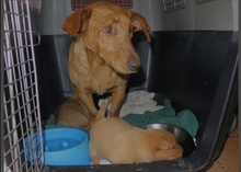 RALUKA, Hund, Podenco Andaluz in Spanien - Bild 3