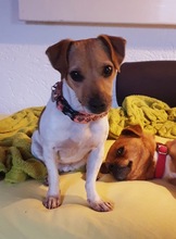 CURRA, Hund, Jack Russell Terrier in Weil