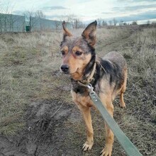 MUCHACHA, Hund, Mischlingshund in Rumänien