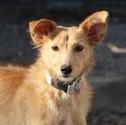 ROBERT, Hund, Podenco Andaluz in Spanien - Bild 1