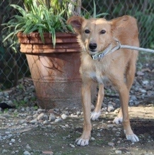 ROBERT, Hund, Podenco Andaluz in Spanien - Bild 10