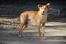 ROBERT, Hund, Podenco Andaluz in Spanien - Bild 2