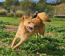 ROBERT, Hund, Podenco Andaluz in Spanien - Bild 3