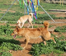 ROBERT, Hund, Podenco Andaluz in Spanien - Bild 4