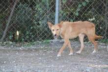 ROBERT, Hund, Podenco Andaluz in Spanien - Bild 5