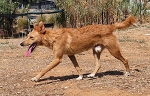 ROBERT, Hund, Podenco Andaluz in Spanien - Bild 6