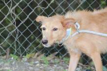 ROBERT, Hund, Podenco Andaluz in Spanien - Bild 7