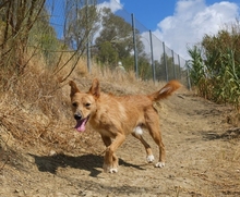 ROBERT, Hund, Podenco Andaluz in Spanien - Bild 8