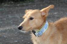 ROBERT, Hund, Podenco Andaluz in Spanien - Bild 9