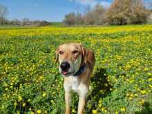 JUNIOR, Hund, Mischlingshund in Griechenland