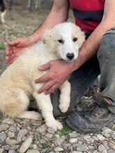 GITTI, Hund, Mischlingshund in Rumänien