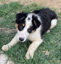 GALINA, Hund, Mischlingshund in Rumänien