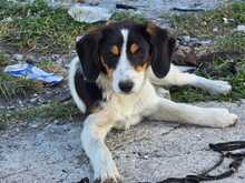 CHILLI, Hund, Mischlingshund in Griechenland