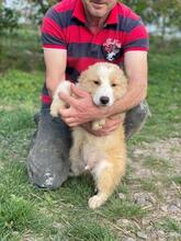 GABOR, Hund, Mischlingshund in Rumänien