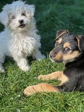 MIRKO, Hund, Mischlingshund in Rumänien