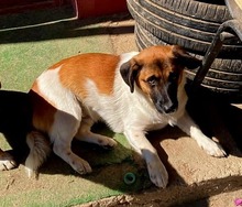 NERO, Hund, Mischlingshund in Rumänien - Bild 2