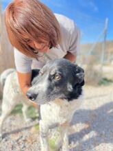 SPIROS, Hund, Mischlingshund in Griechenland - Bild 3