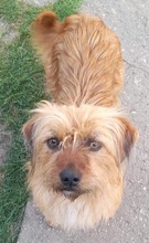 HOLLY, Hund, Mischlingshund in Rumänien