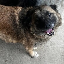 FINN, Hund, Mischlingshund in Rumänien