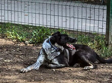 RAINA, Hund, Mischlingshund in Bulgarien - Bild 4