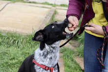 RAINA, Hund, Mischlingshund in Bulgarien - Bild 9