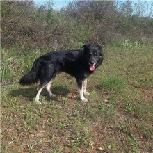 OTTO, Hund, Border Collie - Can de Chira - Mischling in Spanien