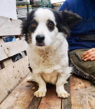 LAIKA, Hund, Mischlingshund in Rumänien