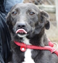 AMY, Hund, Mischlingshund in Witzenhausen - Bild 14