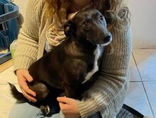 AMY, Hund, Mischlingshund in Witzenhausen - Bild 6