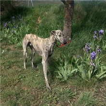 FLASH, Hund, Windhund in Spanien
